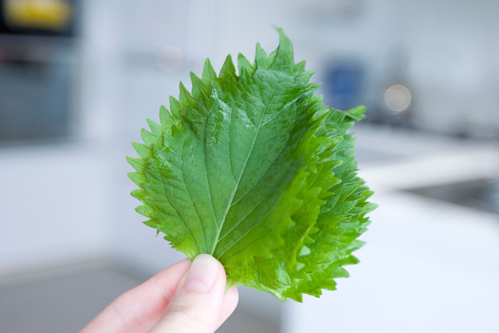 Food Makes Me Happy Scallop Salad with Simple Shiso Dressing